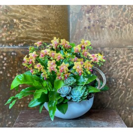 CHẬU LAN HỒ ĐIỆP MINI VÀNG